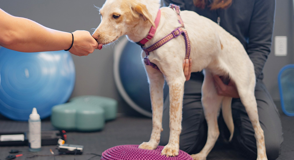 Pet Rehabilitation & Animal Physiotherapy Conductive Silicone Solutions